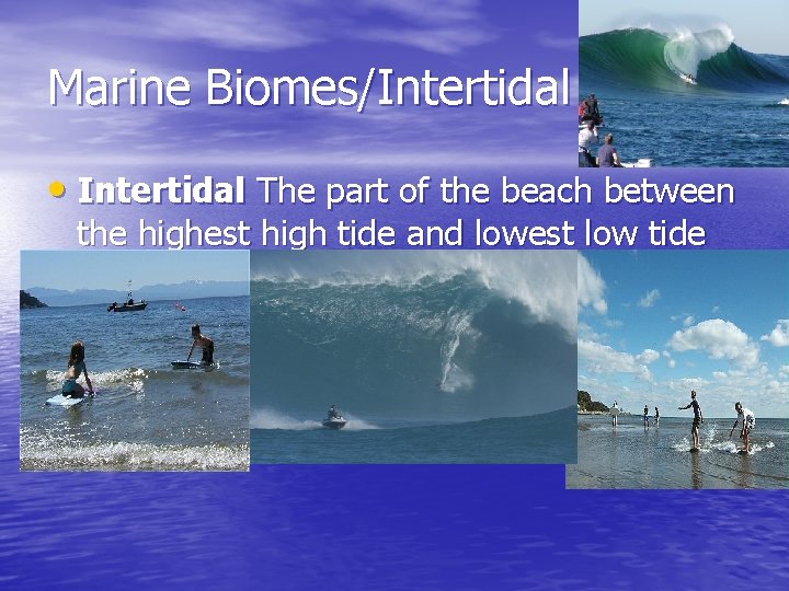Marine Biomes/Intertidal • Intertidal The part of the beach between the highest high tide