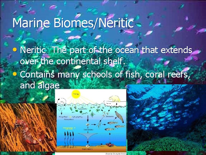 Marine Biomes/Neritic • Neritic The part of the ocean that extends over the continental