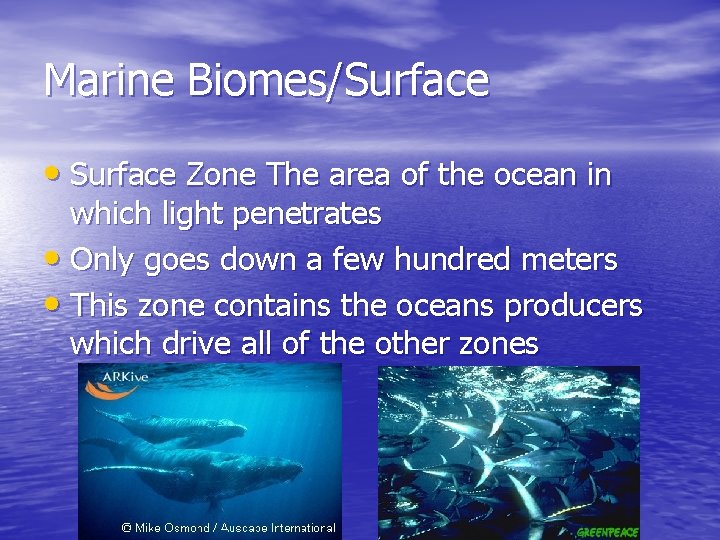 Marine Biomes/Surface • Surface Zone The area of the ocean in which light penetrates