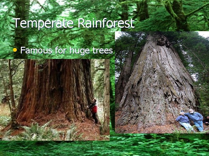 Temperate Rainforest • Famous for huge trees 