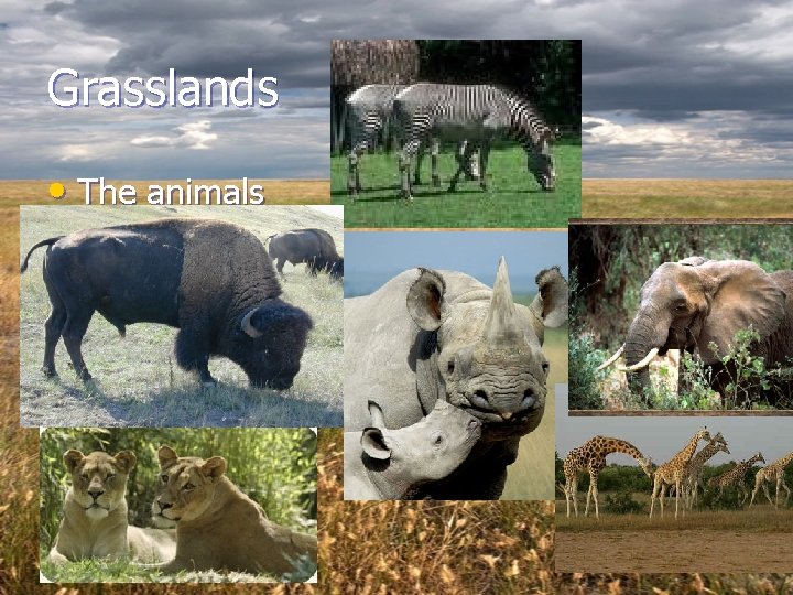 Grasslands • The animals 