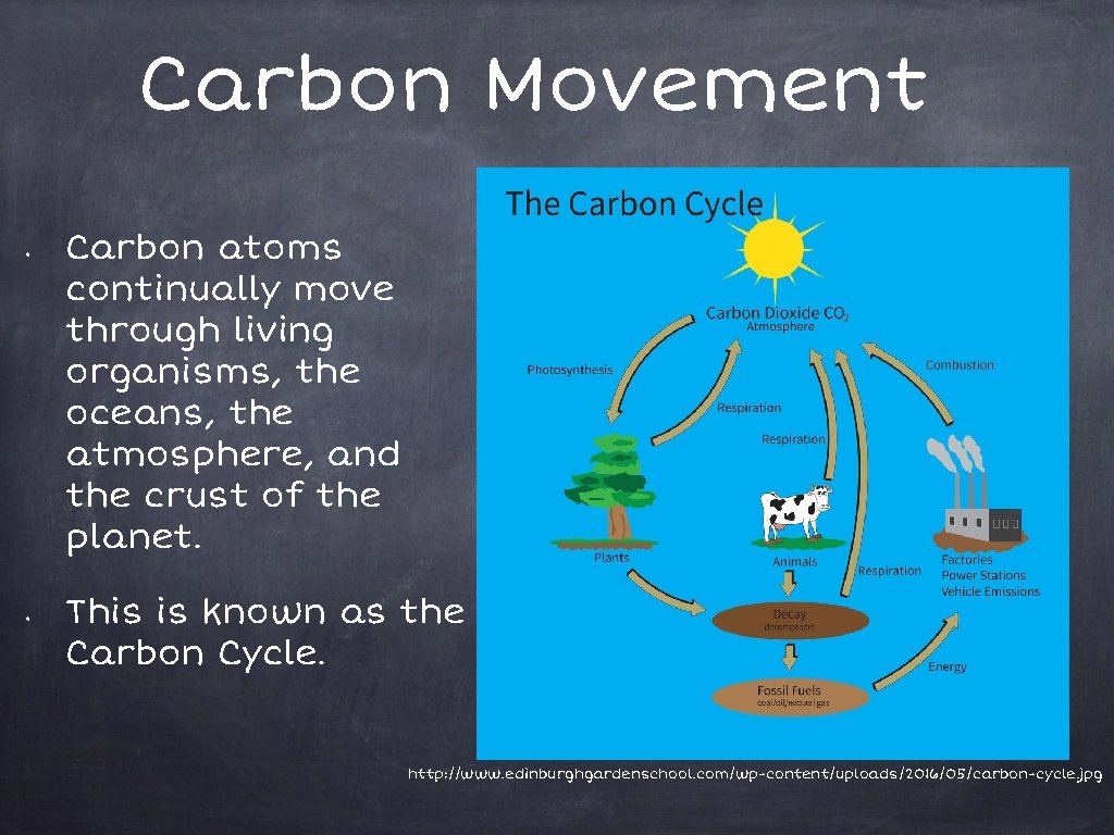 Carbon Movement • • Carbon atoms continually move through living organisms, the oceans, the