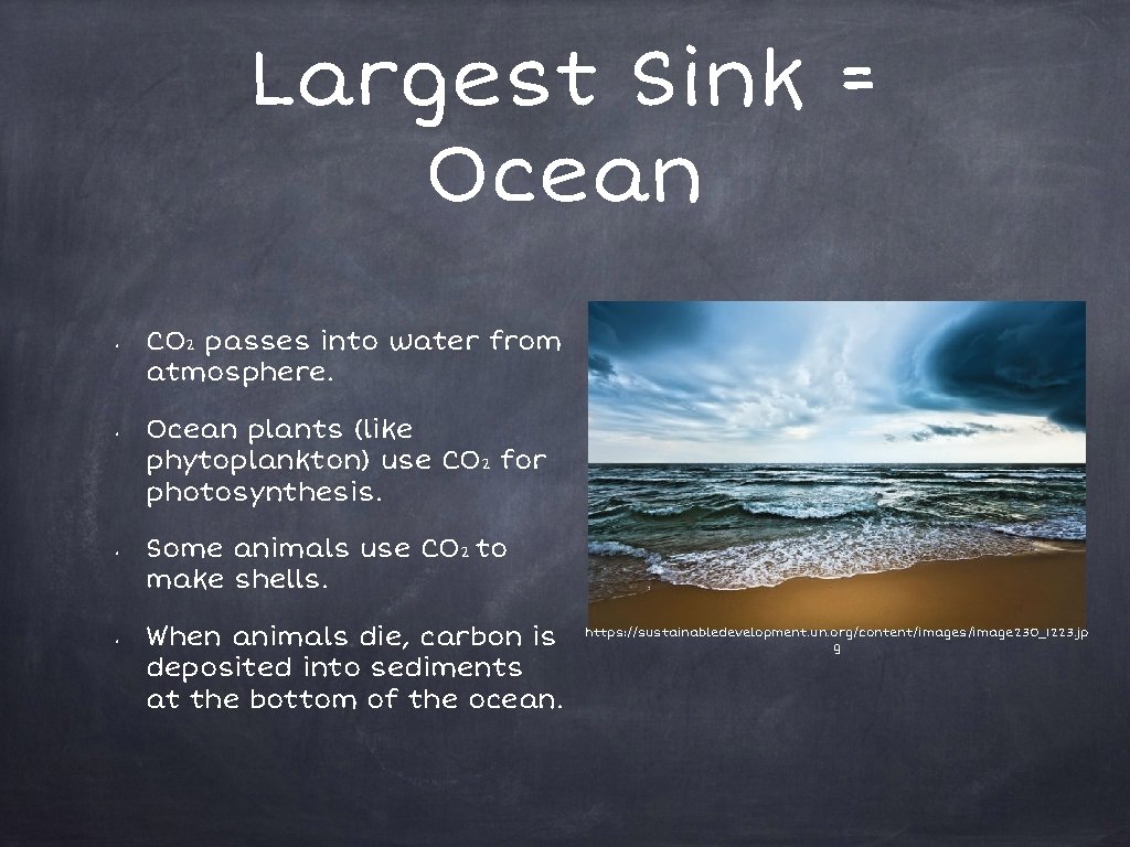 Largest Sink = Ocean • • CO 2 passes into water from atmosphere. Ocean