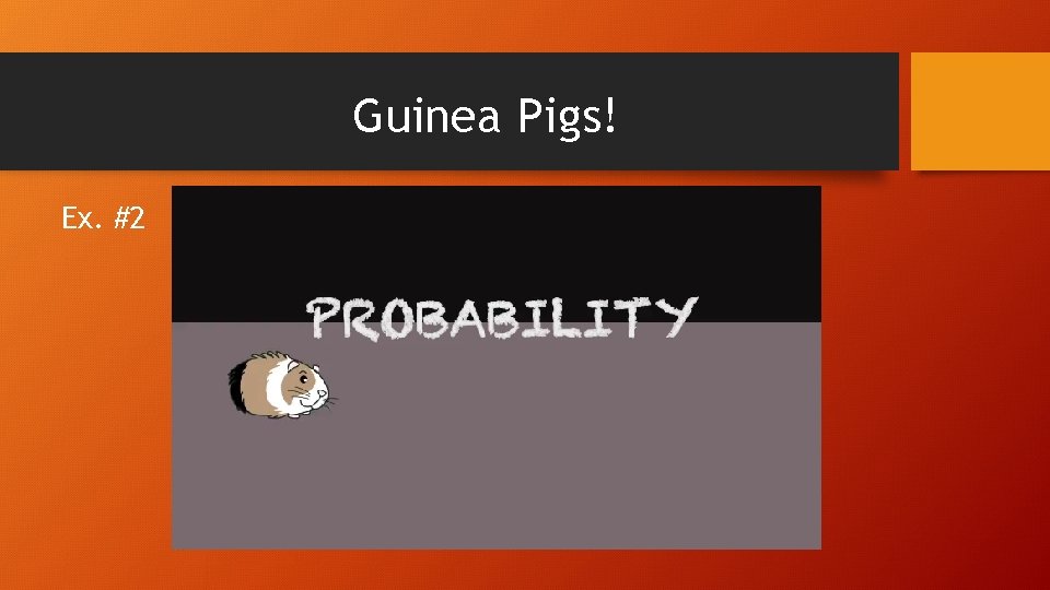 Guinea Pigs! Ex. #2 