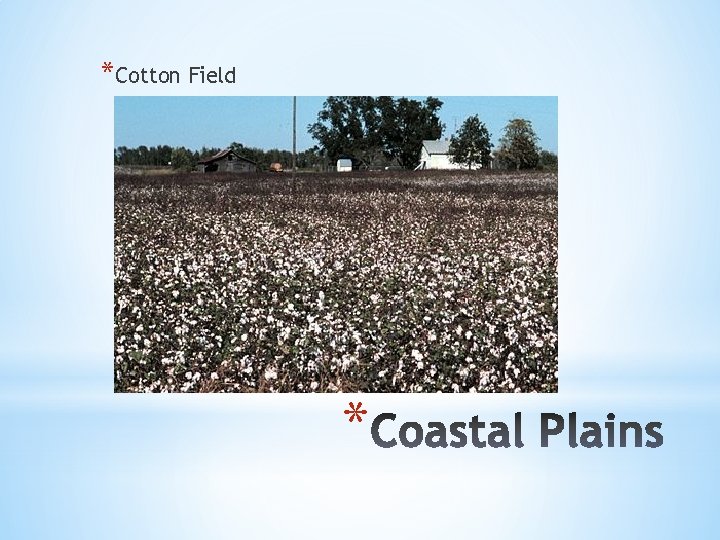 *Cotton Field * 