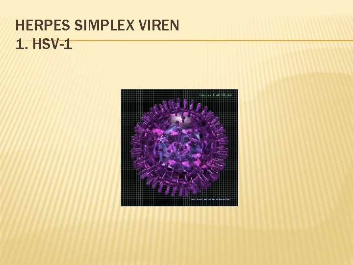 HERPES SIMPLEX VIREN 1. HSV-1 
