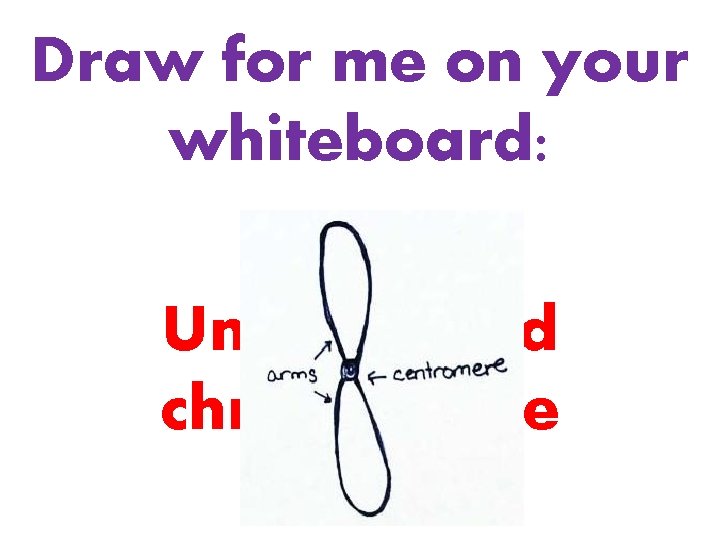 Draw for me on your whiteboard: Unreplicated chromosome 