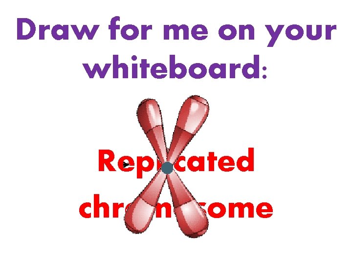 Draw for me on your whiteboard: Replicated chromosome 