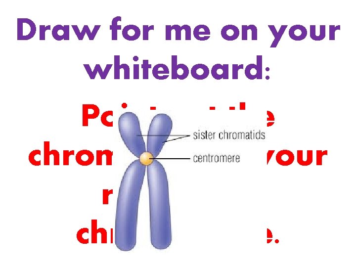 Draw for me on your whiteboard: Point out the chromatids on your replicated chromosome.