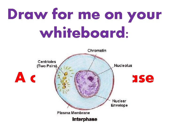 Draw for me on your whiteboard: A cell in Interphase 