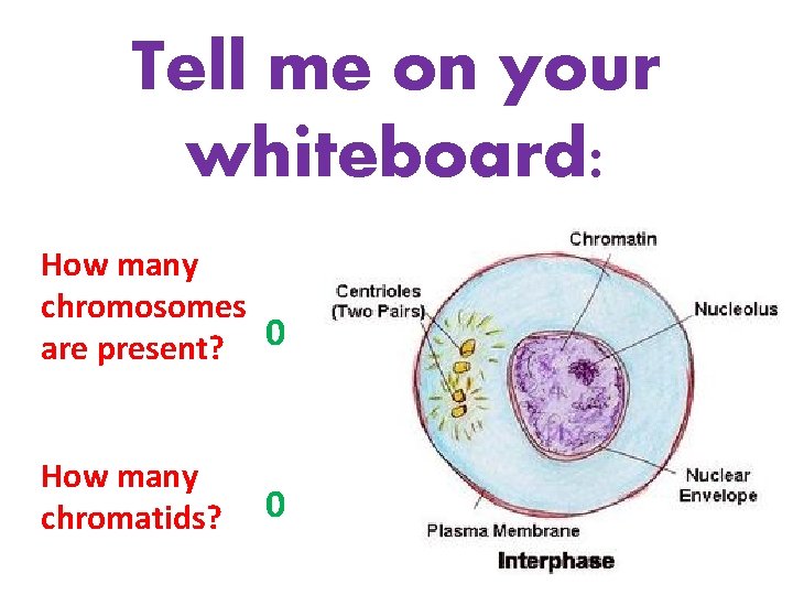 Tell me on your whiteboard: How many chromosomes are present? 0 How many chromatids?