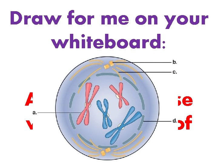 Draw for me on your whiteboard: A cell in Prophase with two types of