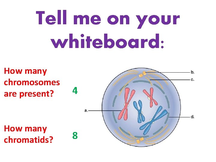 Tell me on your whiteboard: How many chromosomes are present? 4 How many chromatids?