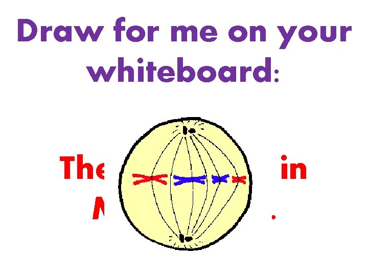 Draw for me on your whiteboard: The same cell in Metaphase. 