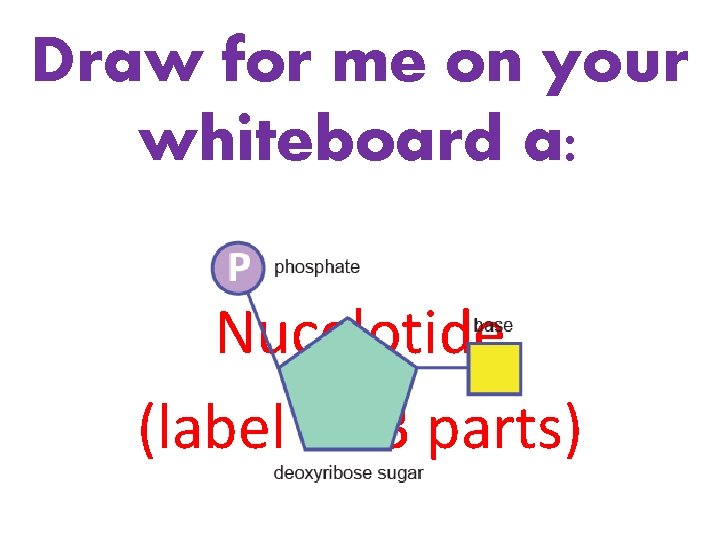 Draw for me on your whiteboard a: Nucelotide (label all 3 parts) 