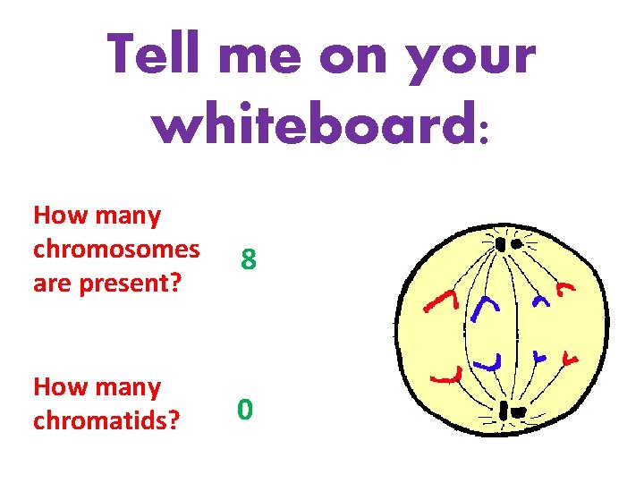 Tell me on your whiteboard: How many chromosomes are present? 8 How many chromatids?