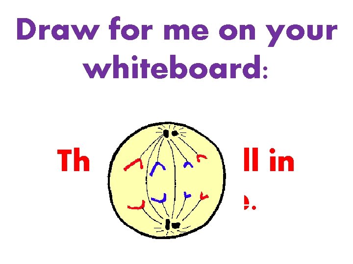 Draw for me on your whiteboard: The same cell in Anaphase. 