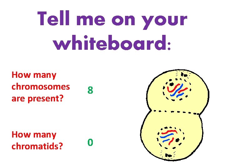 Tell me on your whiteboard: How many chromosomes are present? 8 How many chromatids?