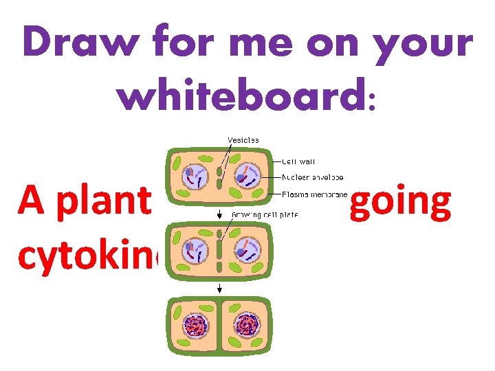 Draw for me on your whiteboard: A plant cell undergoing cytokinesis 