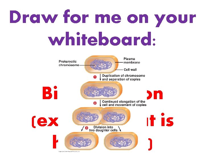 Draw for me on your whiteboard: Steps of Binary Fission (explain what is happening)