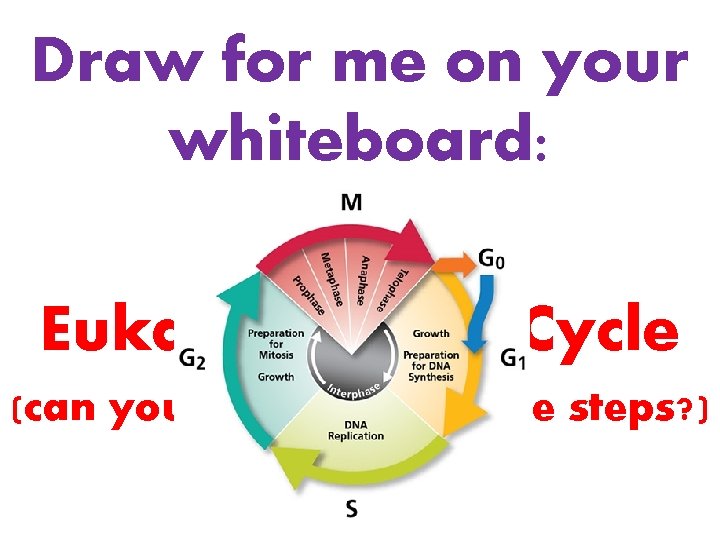 Draw for me on your whiteboard: Eukaryotic Cell Cycle (can you remember all the