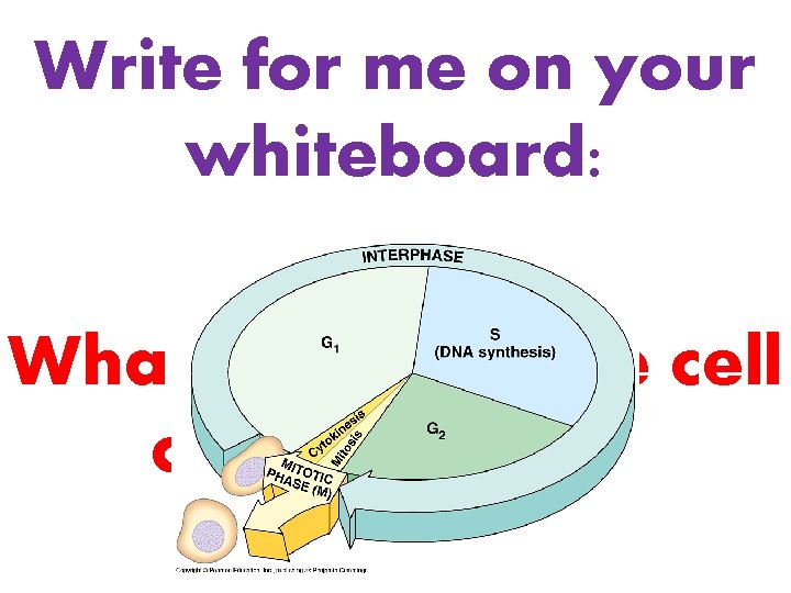 Write for me on your whiteboard: What stages of the cell cycle make up