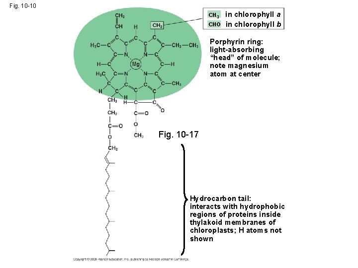 Fig. 10 -10 CH 3 CHO in chlorophyll a in chlorophyll b Porphyrin ring: