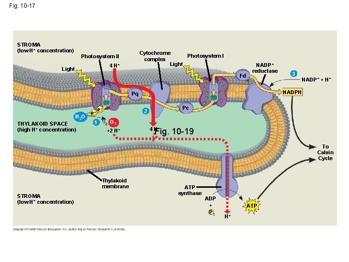Fig. 10 -17 STROMA (low H+ concentration) Cytochrome Photosystem I complex Light Photosystem II