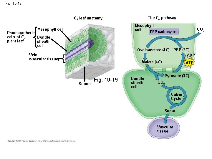 Fig. 10 -19 The C 4 pathway C 4 leaf anatomy Mesophyll cell Photosynthetic