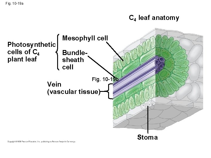 Fig. 10 -19 a C 4 leaf anatomy Mesophyll cell Photosynthetic cells of C