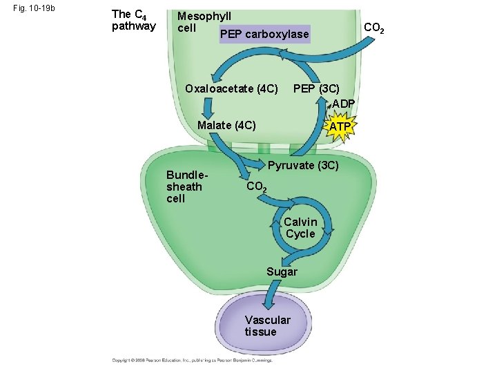 Fig. 10 -19 b The C 4 pathway Mesophyll cell PEP carboxylase Oxaloacetate (4