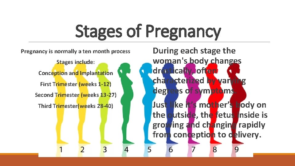 Stages of Pregnancy is normally a ten month process Stages include: Conception and Implantation