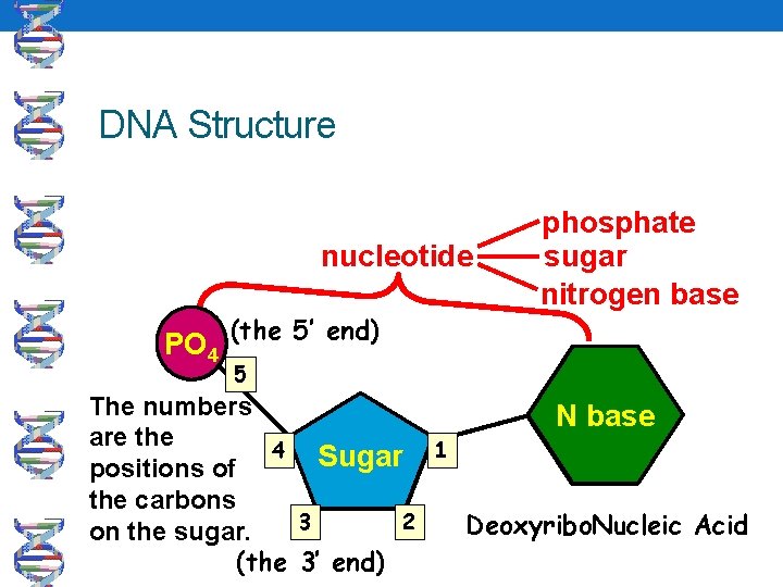 DNA Structure nucleotide phosphate sugar nitrogen base PO 4 (the 5’ end) 5 The