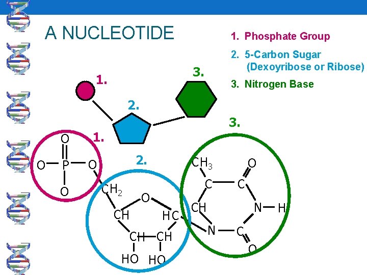 A NUCLEOTIDE 1. Phosphate Group 2. 5 -Carbon Sugar (Dexoyribose or Ribose) 3. 1.