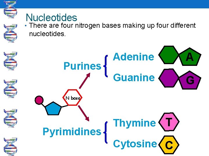 Nucleotides • There are four nitrogen bases making up four different nucleotides. Purines Adenine