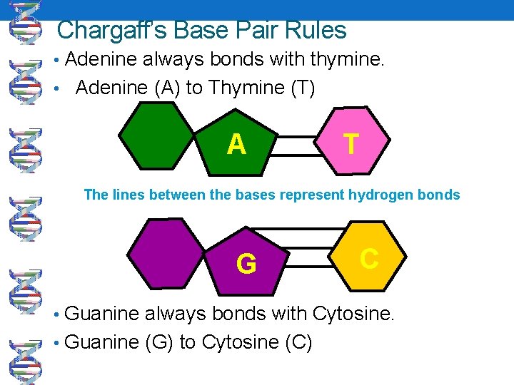 Chargaff’s Base Pair Rules • Adenine always bonds with thymine. • Adenine (A) to