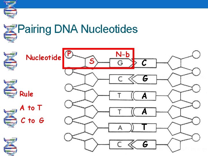 Pairing DNA Nucleotides Nucleotide P S N-b C G Rule A A to T