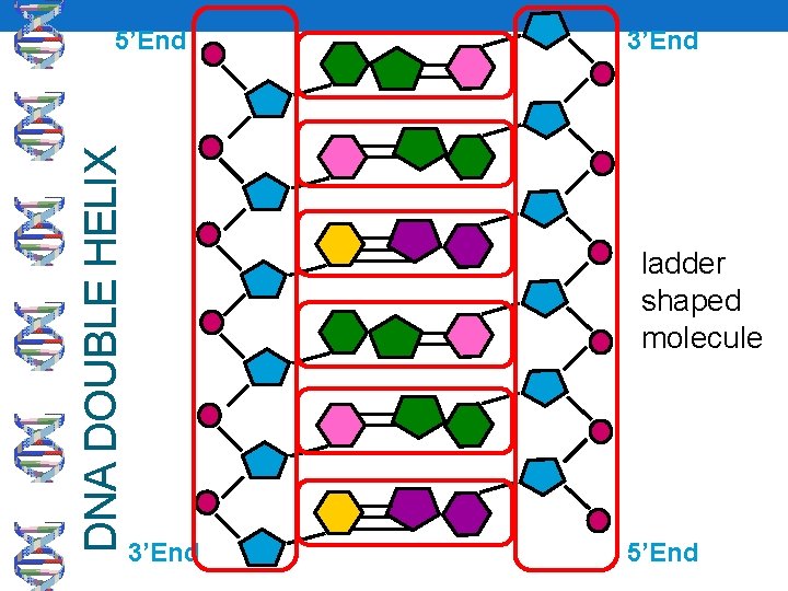 DNA DOUBLE HELIX 5’End 3’End ladder shaped molecule 3’End 5’End 