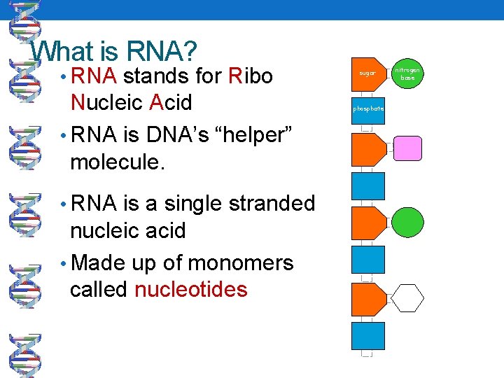 What is RNA? • RNA stands for Ribo Nucleic Acid • RNA is DNA’s