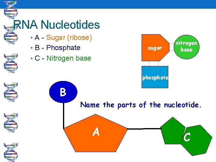 RNA Nucleotides • A - Sugar (ribose) sugar • B - Phosphate nitrogen base