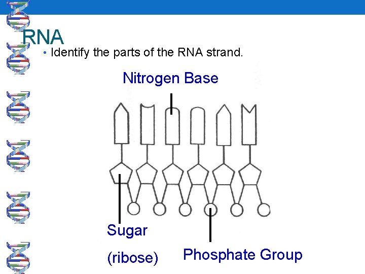 RNA • Identify the parts of the RNA strand. Nitrogen Base Sugar (ribose) Phosphate
