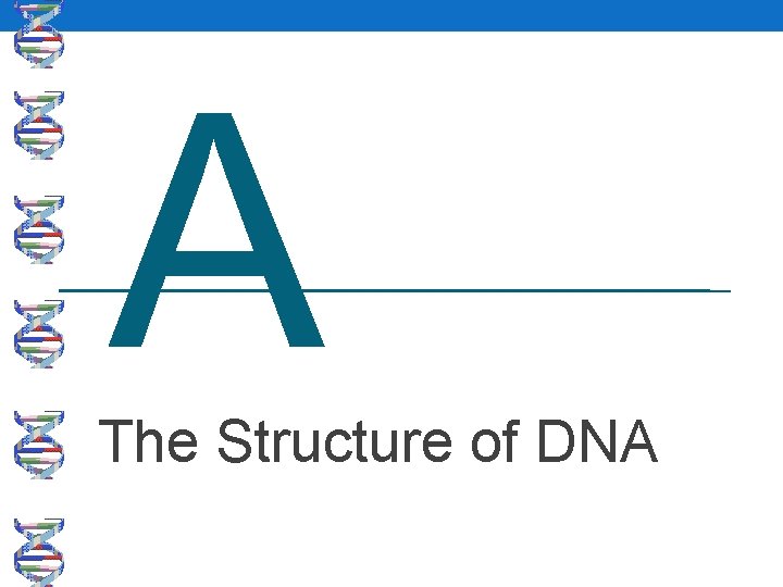 A The Structure of DNA 