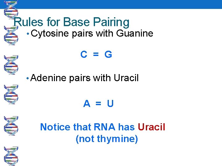 Rules for Base Pairing • Cytosine pairs with Guanine C = G • Adenine