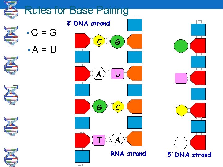 Rules for Base Pairing • C = G • A = U 3’ DNA