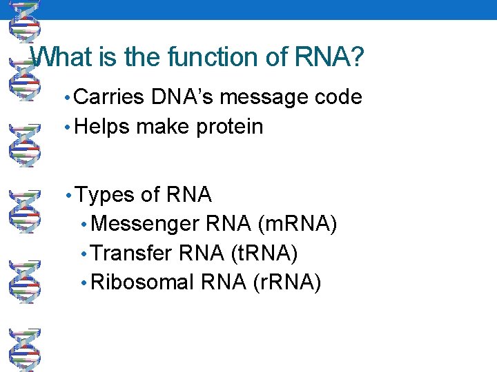 What is the function of RNA? • Carries DNA’s message code • Helps make