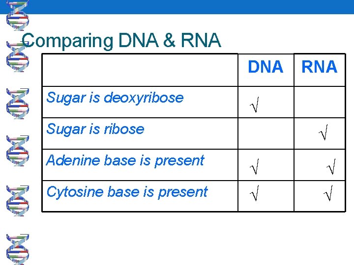 Comparing DNA & RNA DNA RNA Sugar is deoxyribose √ Sugar is ribose √