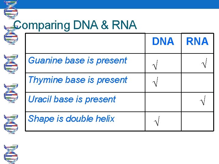 Comparing DNA & RNA DNA Guanine base is present Thymine base is present √