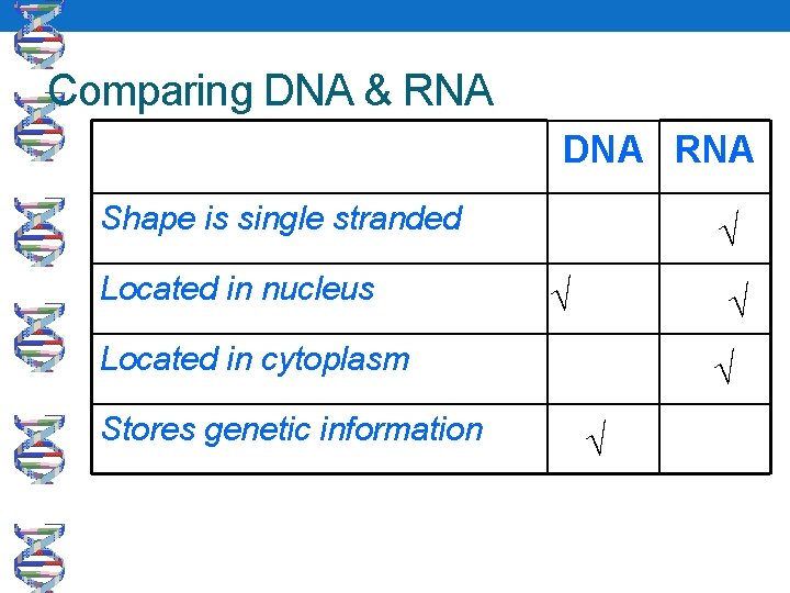 Comparing DNA & RNA DNA RNA Shape is single stranded Located in nucleus √