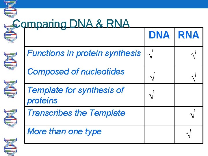 Comparing DNA & RNA DNA RNA Functions in protein synthesis √ Composed of nucleotides