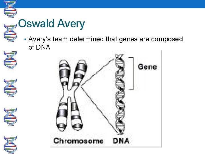 Oswald Avery • Avery’s team determined that genes are composed of DNA 